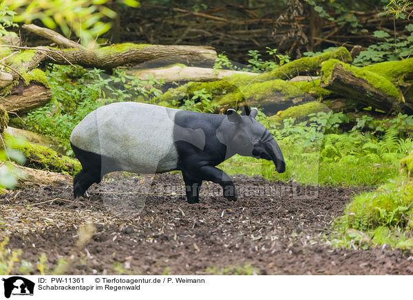 Schabrackentapir im Regenwald / PW-11361