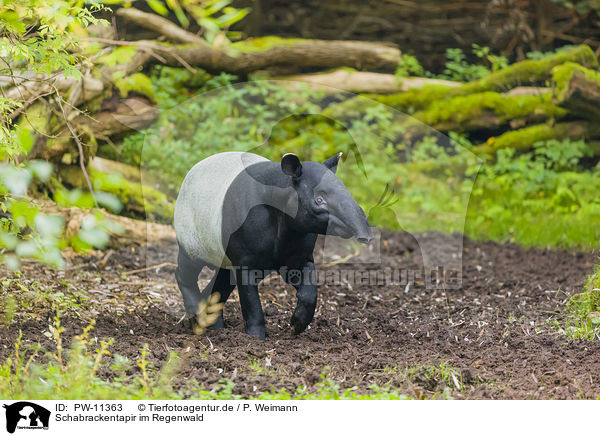 Schabrackentapir im Regenwald / PW-11363