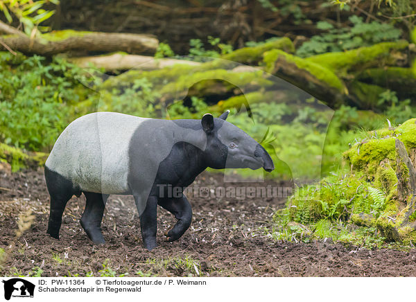 Schabrackentapir im Regenwald / PW-11364