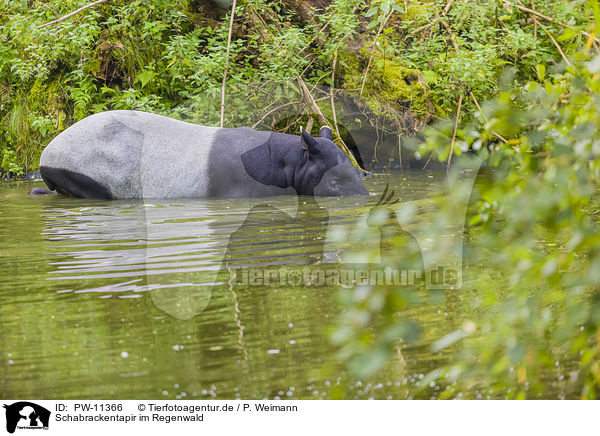 Schabrackentapir im Regenwald / PW-11366