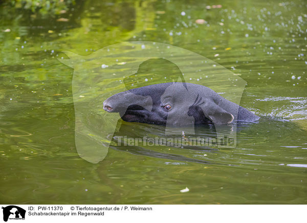 Schabrackentapir im Regenwald / PW-11370