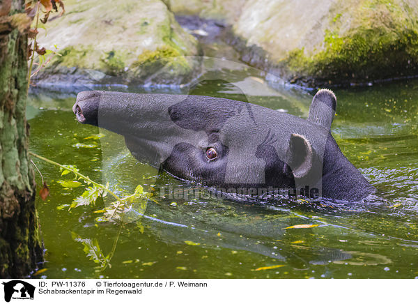 Schabrackentapir im Regenwald / PW-11376