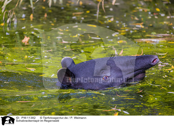 Schabrackentapir im Regenwald / PW-11382