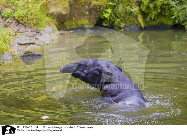 Schabrackentapir im Regenwald / Malayan tapir in rainforest / PW-11384