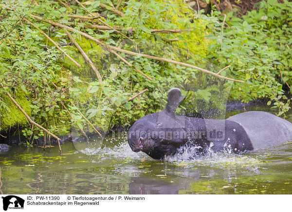 Schabrackentapir im Regenwald / PW-11390