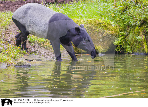 Schabrackentapir im Regenwald / PW-11396