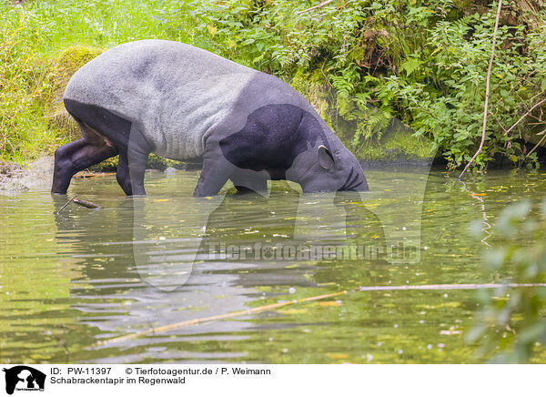 Schabrackentapir im Regenwald / PW-11397