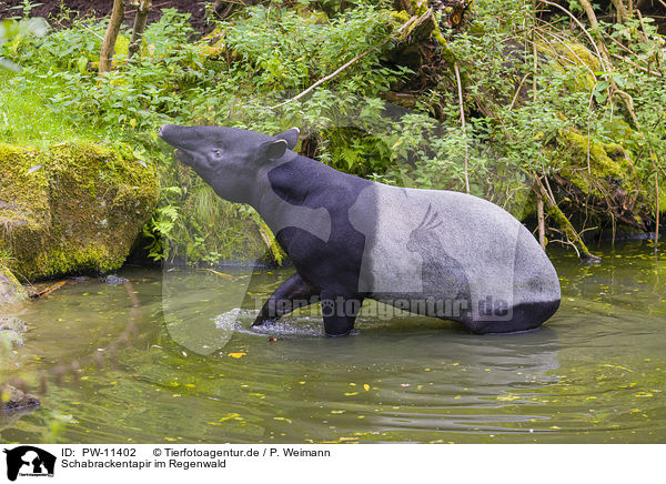 Schabrackentapir im Regenwald / PW-11402