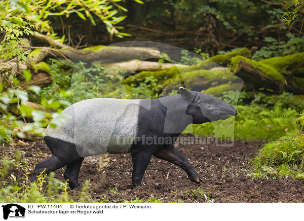 Schabrackentapir im Regenwald / Malayan tapir in rainforest / PW-11404