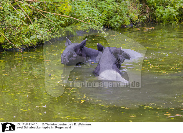 zwei Schabrackentapire im Regenwald / two Malayan tapirs in rainforest / PW-11410