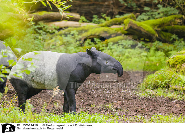 Schabrackentapir im Regenwald / PW-11419