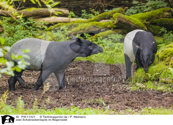 zwei Schabrackentapire im Regenwald / two Malayan tapirs in rainforest / PW-11421