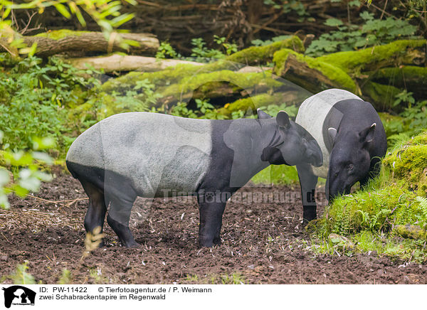 zwei Schabrackentapire im Regenwald / two Malayan tapirs in rainforest / PW-11422
