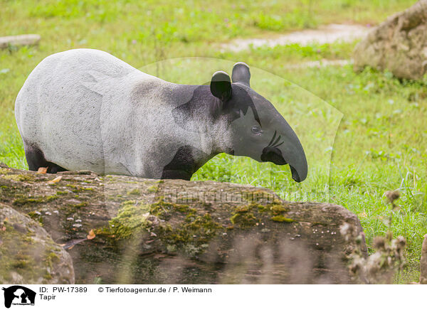 Tapir / Tapir / PW-17389