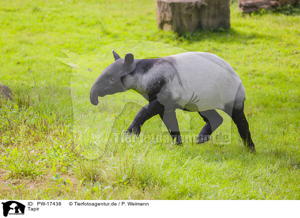 Tapir / Tapir / PW-17438