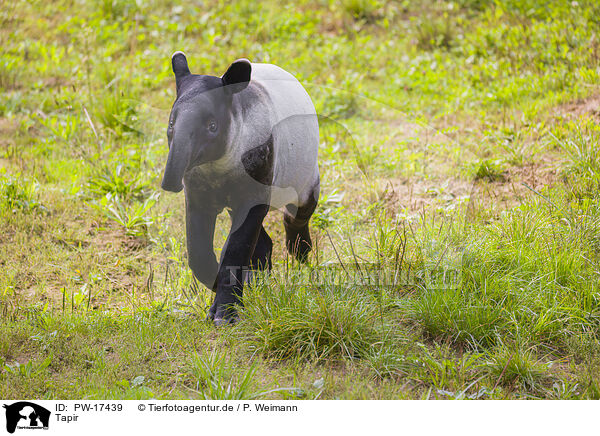 Tapir / Tapir / PW-17439