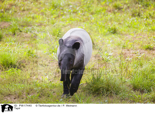 Tapir / Tapir / PW-17440