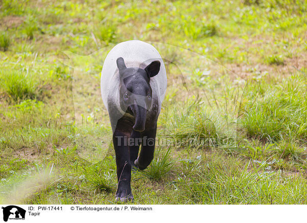 Tapir / Tapir / PW-17441