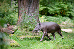 Tapir