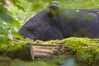 Schabrackentapir im Regenwald