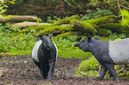 zwei Schabrackentapire im Regenwald