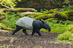 Schabrackentapir im Regenwald