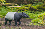 Schabrackentapir im Regenwald