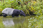 Schabrackentapir im Regenwald