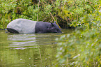 Schabrackentapir im Regenwald