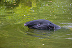 Schabrackentapir im Regenwald