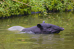 Schabrackentapir im Regenwald