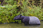 Schabrackentapir im Regenwald