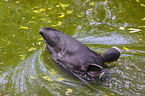 Schabrackentapir im Regenwald