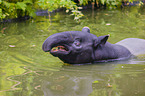 Schabrackentapir im Regenwald