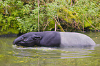 Schabrackentapir im Regenwald