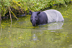 Schabrackentapir im Regenwald