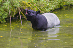 Schabrackentapir im Regenwald