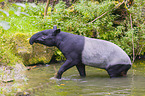 Schabrackentapir im Regenwald