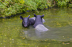 zwei Schabrackentapire im Regenwald