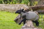 Tapir