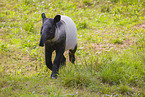 Tapir