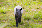 Tapir