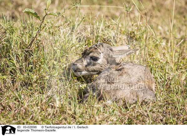 liegende Thomson-Gazelle / IG-02696