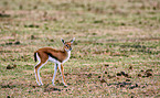 Thomson-Gazelle