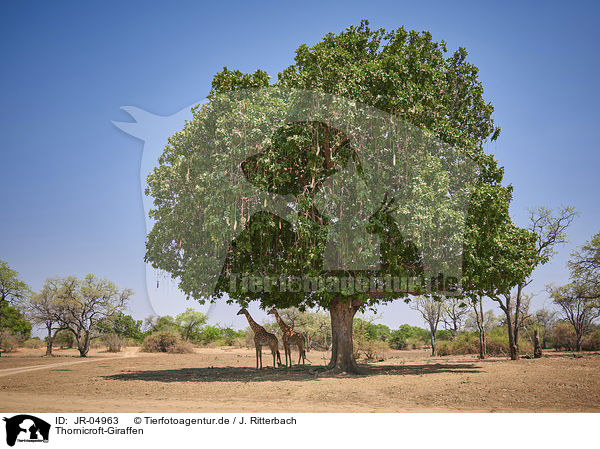 Thornicroft-Giraffen / Rhodesian giraffes / JR-04963