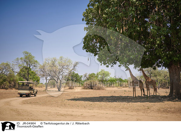 Thornicroft-Giraffen / Rhodesian giraffes / JR-04964