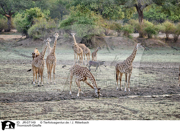 Thornicroft-Giraffe / Thornicroft's giraffe / JR-07149