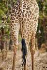 Thornicroft-Giraffe