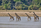 Thornicroft-Giraffe