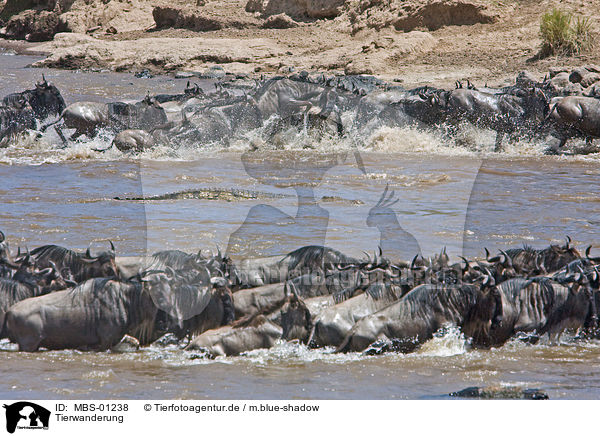 Tierwanderung / animal migration / MBS-01238